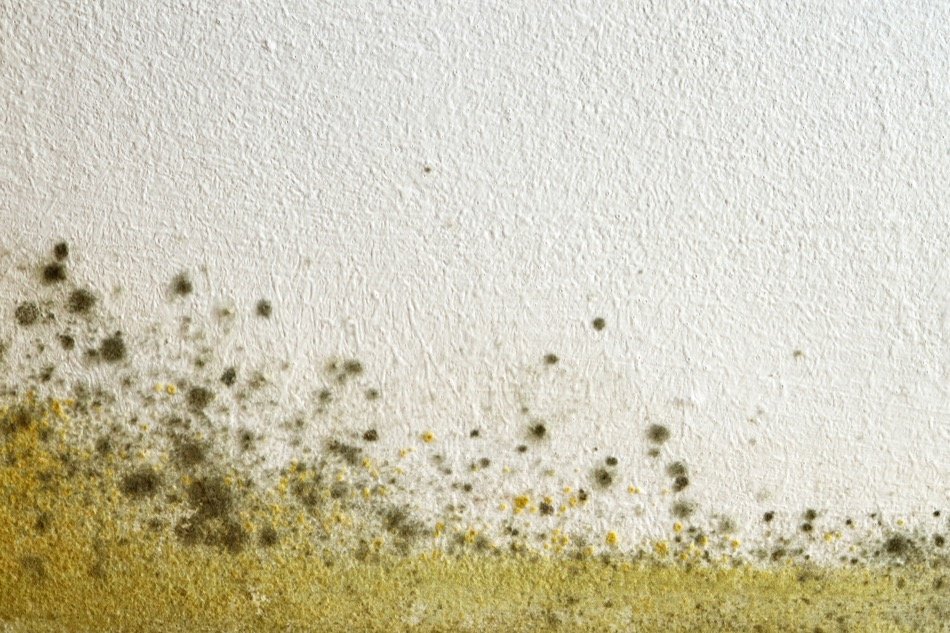 The Straight Facts on Mold Remediation